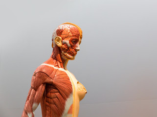 Anatomical model of female human body
