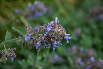 blue flower in the city