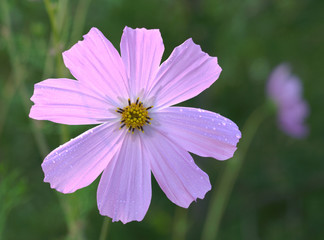 flower in the morning light