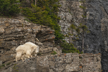 Fototapeta premium Single Male Mountain Goat Looks Down From Cliff