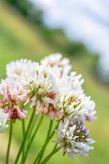 White clover aka Trifolium repens in grass on summer meadow. Shamrock flower