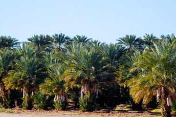 Fototapeta na wymiar Palm tree close up amazing nature in Arizona