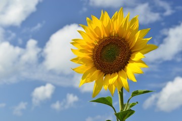 Sunflower plant, Jersey, U.K. Classic Summer pleasant flower.