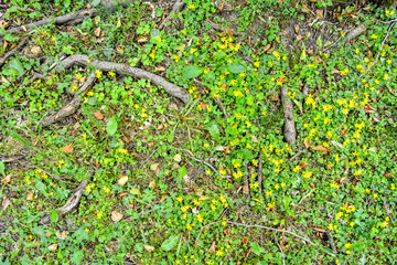 Forest soil ground, roots of old oak, wild ground cover grass, yellow flowers