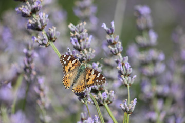 Painted Lady