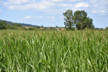 Cantal, montagne, fleurs, vaches