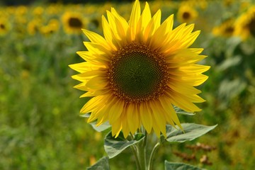 Sunflower, U.K. Summer flower.