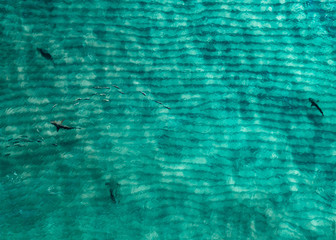 Sharks from drone
