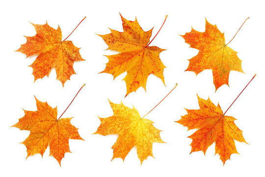 Pattern of six bright, autumn maple leaves isolated on white background