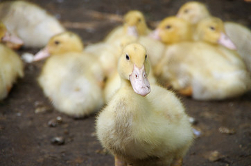 ducklings on green grass