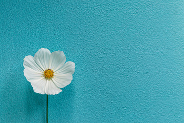 A single white cosmos flower against a textured blue background
