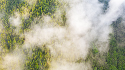 Aerial view of tropical rainforest covered by cloud and fog.