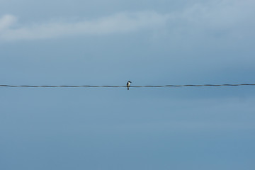 Kingfisher on the telephone wire.
