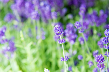 Lavender tender violet flowers. Lavender field. Gardening planting plants and botany. Floral shop. Growing lavender. Close up bushes of beautiful lavender. Aromatic flowers concept. Provence style