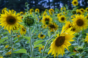 Field of yellow sunflowers clear summer day
