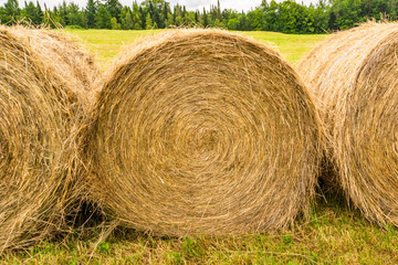 bales of rolled hay