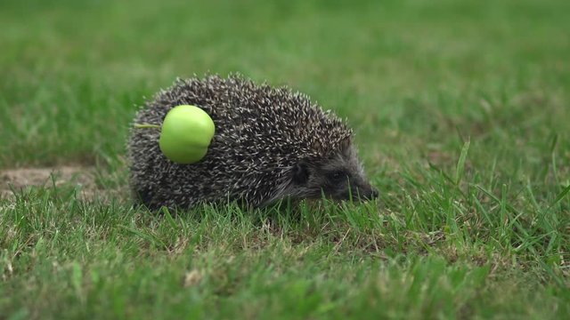 Real wild hedgehog with an apple on the back. Walks on green grass