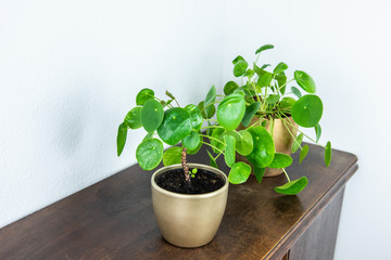 Zimmerpflanzen - Pilea