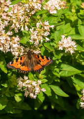 butterfly on a flower