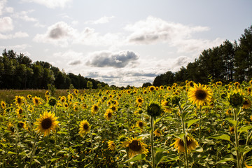 Obraz premium Field of yellow sunflowers clear summer day