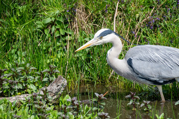 Grey heron (ardea cinerea) walking in a river hunting and stalking prey