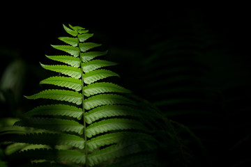 A lone ant climbs across a fern like plant.