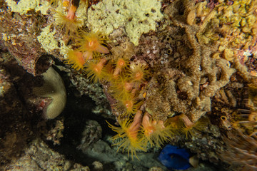 Coral reefs and water plants in the Red Sea, Eilat Israel