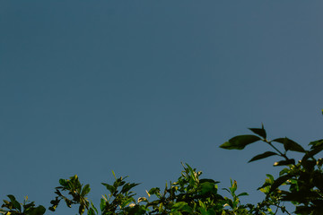 blue sky and lemon leaves