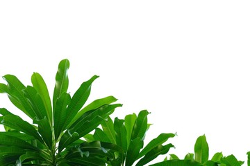 Tropical tree leaves on white isolated background for green foliage backdrop 