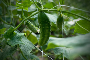 Growing cucumbers with flowers in the garden