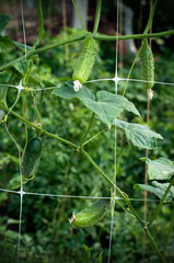 Growing cucumbers with flowers in the garden