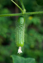 Growing cucumbers with flowers in the garden