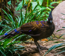 portrait of a palawan peacock, beautiful and colorful pheasant specie from the palawan island