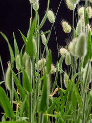 Gentle flowering Hare Lagurus ovatus.On black background - obrazy, fototapety, plakaty