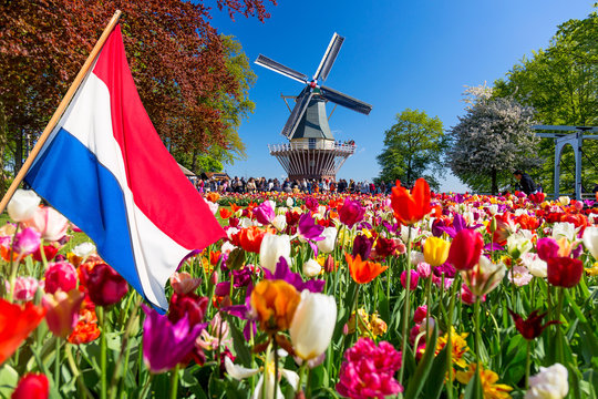 Blooming colorful tulips flowerbed in public flower garden with windmill and waving netherlands flag on the foreground. Popular tourist site. Lisse, Holland, Netherlands.