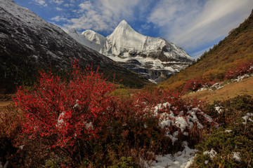 Jampayang, holy snow mountain in Daocheng Yading Nature Reserve - Garze, Kham Tibetan Pilgrimage region of Sichuan Province China. Alpine grassland in front of the towering ice summit of Yangmaiyong