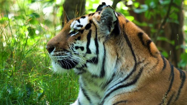 Static, medium shot of a tiger looking away, on a sunny, summer day -Panthera tigris