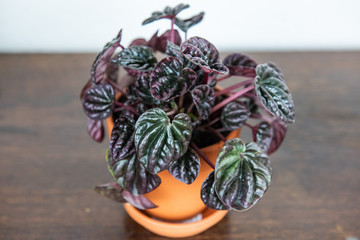 Zimmerpflanzen - Peperomia