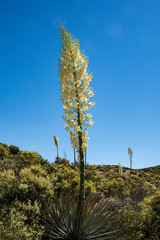Towering desert flower growing in desert field