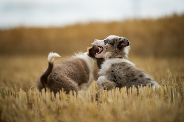Border collie puppies playing in a stubblefield
