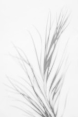Gray shadow of natural dried palm leaf on a white wall. Abstract neutral nature concept blurred background. Space for text.