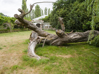 felled tree in the meadow