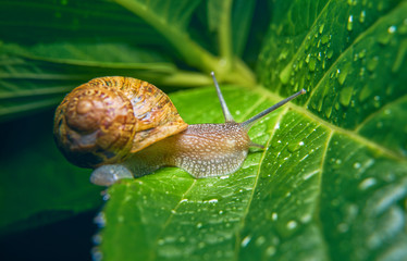 Live snail eating in the green leaves drenched by rain. © Nedrofly