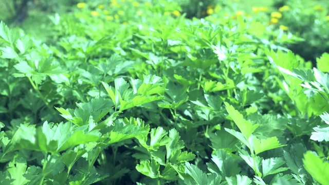 Thickets of celery. Salad greens. Organic Vegetable Production. Slow-motion video