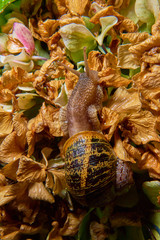 Live snail eating in the green leaves drenched by rain.