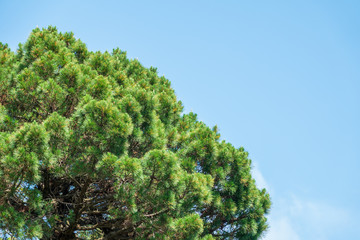Crown of lush green pine tree with long needles on a background of blue sky.