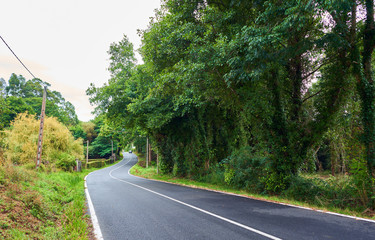 Road covered with trees and vegetation in Galicia, Northern Spain