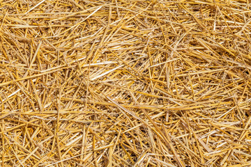 Abstract straw background