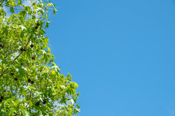 Fototapeta premium American sweetgum, Liquidambar styraciflua on a background of blue sky.