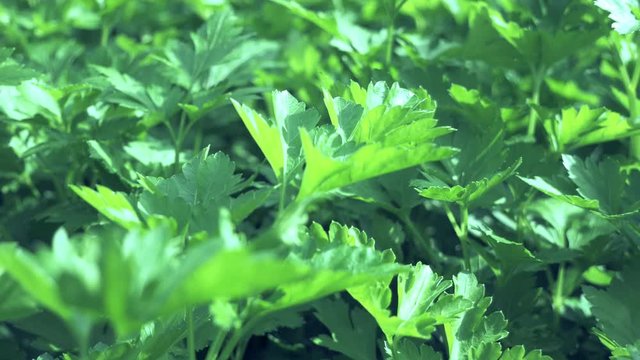 Thickets of celery. Salad greens. Organic Vegetable Production. Slow-motion video